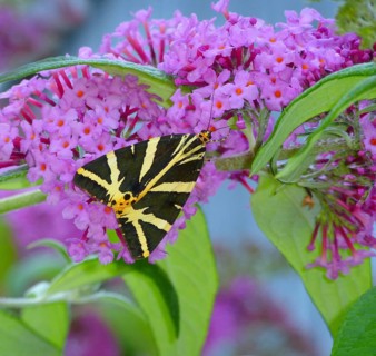 Butterfly : Russian bear on butterfly bush