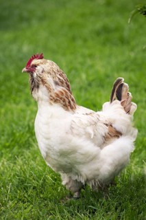 French chicken called Faverolle, hen standing on grass