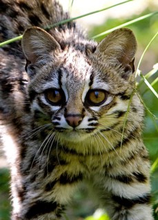 Tiger Cat or Oncilla (leopardus tigrinus), Portrait of Adult