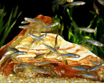 Zebrafish (brachydanio rerio) (Brachydanio rerio), Zebrafish, Animals, Other animals, Fishes,