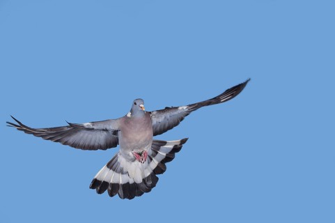 Common wood pigeon (columba palumbus), adult in flight against blue sky