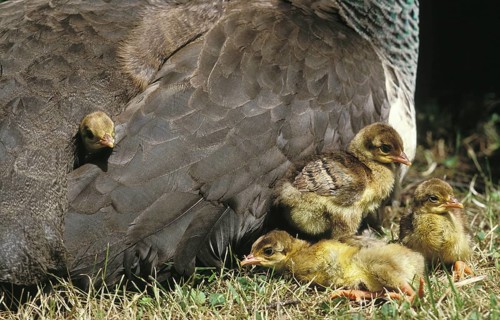 Common Indian peafowl (pavo cristatus), chick hidden under the mother's wing