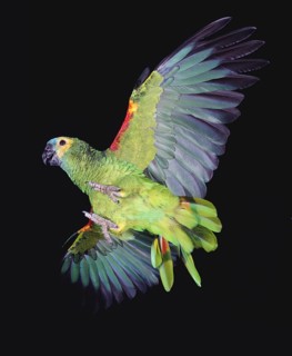 Blue-Fronted Amazon Parrot or Turquoise-Fronted Amazon (amazona aestiva), Adult in Flight against