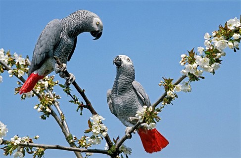 African Grey Parrot (psittacus erithacus), Adults in Blossom Tree