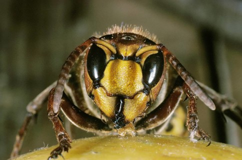 Hornet, vespa crabo, Adult standing on Fruit