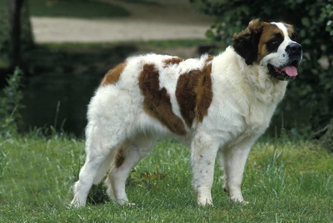 Saint Bernard Dog standing on Grass