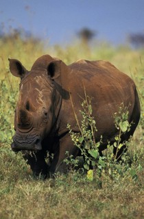 WHITE RHINOCEROS (ceratotherium simum), KENYA