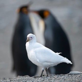 White-faced sheathbill (Chionis alba), St Andrews Bay, South Georgia