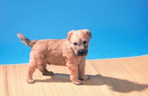 Irish Soft Coated Wheaten Terrier, puppy, 5 weeks old, mammals, mammals, animals, domestic dog,