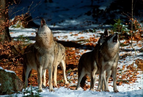 Gray wolves (Canis lupus), howling pack in late winter, Wolves, howling pack, Schnee, snow