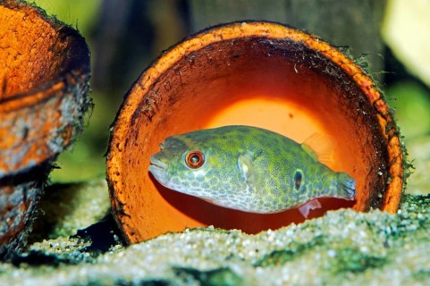 Fang's Puffer (Tetraodon cochinchinensis), Fangs Puffer