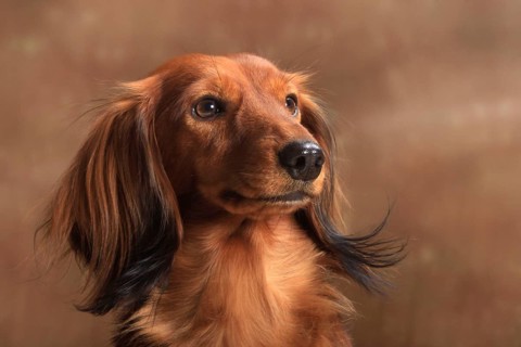 Longhaired dachshund, red, dachshund, dachshund