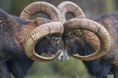 Mouflon (Ovis orientalis)