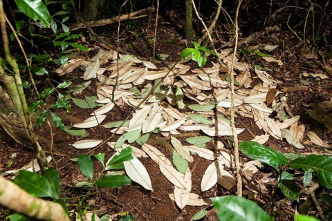 Tooth-billed bowerbird (Scenopoeetes dentirostris), courtship arena, Atherton Tablelands,