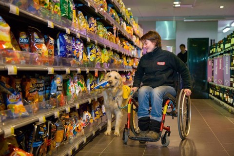Wheelchair user and Golden Retriever, disabled companion dog, assistance dog, Belgium, Europe