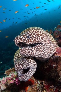 Honeycomb (Gymnothorax favagineus) Morays, North Male Atoll, Indian Ocean, Maldives, Asia