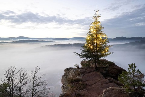 Exhilarating sunrise at the Wachtfelsen. Magical morning mist, clouds and a Christmas tree in the