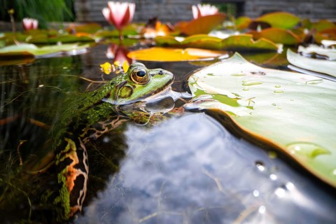 Green frog (Rana esculenta), lurking on white water lily (Nymphaea alba) for insects as prey, North
