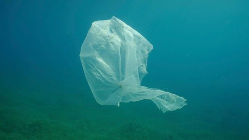 Old plastic bag drifting in water column over seagrass meadow. Plastic bag floating underwater on