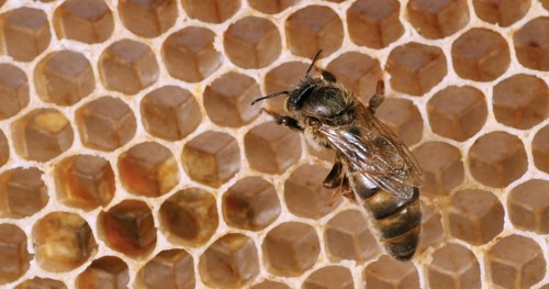 European Honey Bee (apis mellifera), Queen on a Young Wax Ray, Bee Hive in Normandy