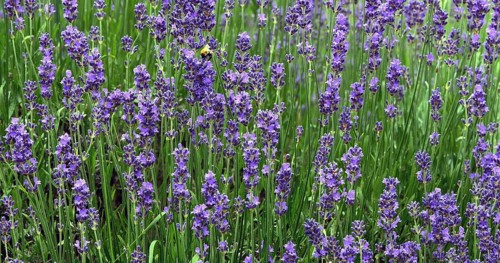 Lavender (lavandula), Normandy in France