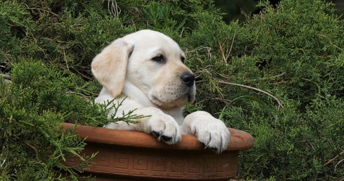 Yellow Labrador Retriever, Puppy Playing in a Flowerpot, Normandy