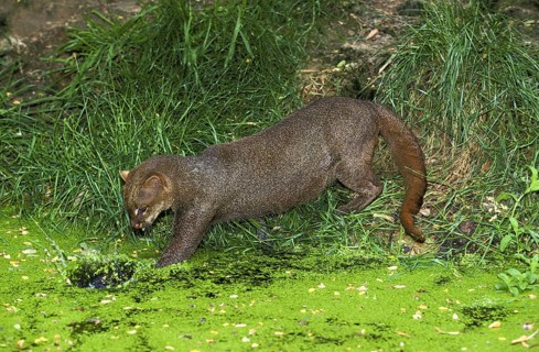 Jaguarundi, herpailurus yaguarondi, adult fishing