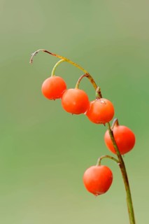 Lily of the valley (Convallaria majalis), berries, Bavaria, Germany, Europe