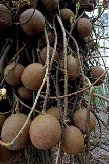 Cannonball Tree (couroupita guianensis), potted fruit tree family, Tarapan Canonball Tree, Irinoco