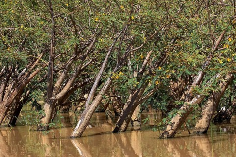 Balsa wood tree, aeschynomene elaphroxylon, trees at Lake Baringo in Kenya