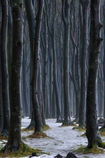 Ghost Forest, NienhagenMecklenburg-Vorpommern, Germany, Europe