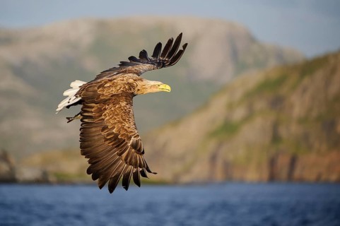 White-tailed eagle (Haliaeetus albicilla) , exempted, with captured fish, Norway, Europe