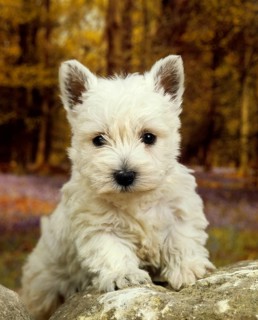 West Highland White Terrier or Westy, puppy