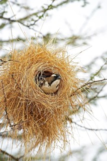 White-browed sparrow-weaver (plocepasser mahali), adult in nest, Masai Mara Park in Kenya