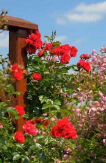 Oberderdingen, rose garden, climbing roses on scaffolding