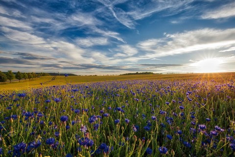 Cornflowers in the sunset Harz