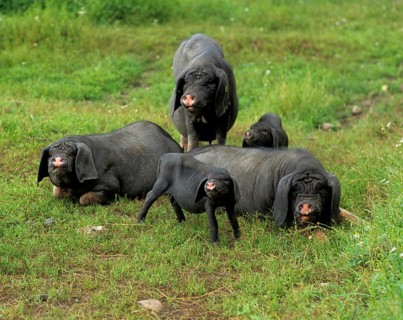 Meishan pig (Sus scrofa f. domestica) Chinese masked pig