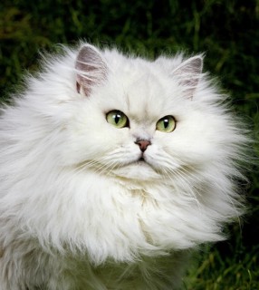 Chinchilla Persian domestic cat, portrait of an adult