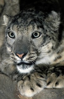 Snow Leopard or Ounce, uncia uncia, Portrait of Adult