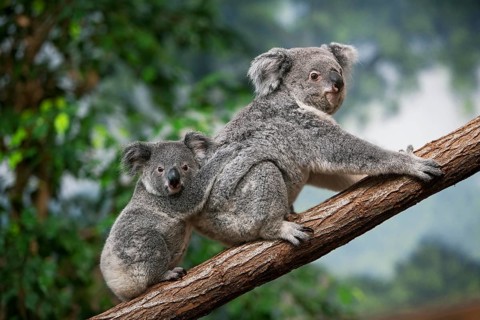 Koala (phascolarctos cinereus), Female carrying Young on its Back