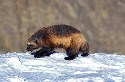 NORTH AMERICAN WOLVERINE (gulo gulo) luscus, ADULT STANDING ON SNOW, CANADA