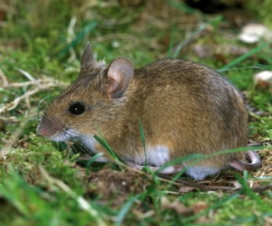 Long Tailed Field Mouse (apodemus sylvaticus), Adult standing on Grass