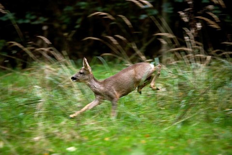 Roe Deer (capreolus capreolus), Female running through Long Grass, Normandy