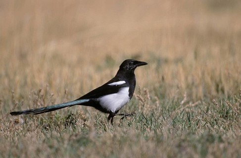 BLACK BILLED MAGPIE (pica pica) WALKING ON GRASS