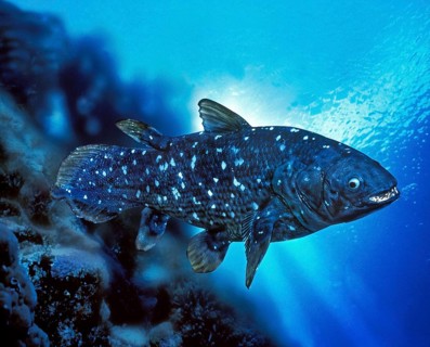 Coelacanth (latimeria chalumnae)