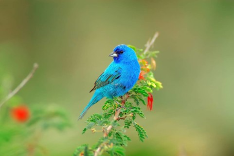 Indigo bunting (Passerina cyanea), male