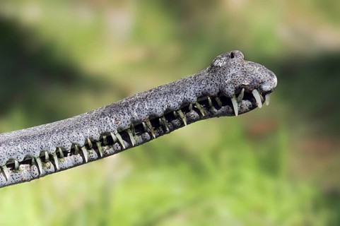 Indian Gharial (Gavialis gangeticus), teath, Gavial