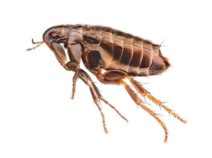 Flea (Siphonaptera) in side view against white background
