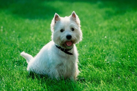 West Highland White Terrier, Westie