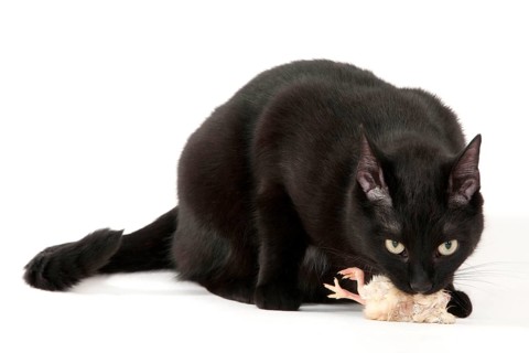 Domestic cat, black, BARF, chicken chicks, raw feeding, day-old chicks